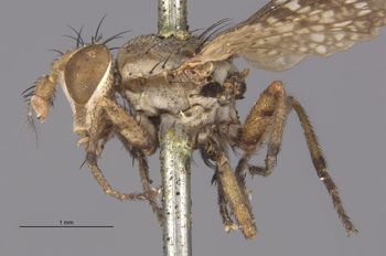 Media type: image;   Entomology 13224 Aspect: habitus lateral view